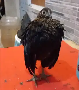 Ayam Serama Ori