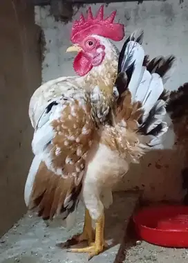 Ayam Serama Ori