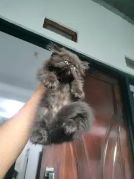 kucing peaknose pesek gemes
