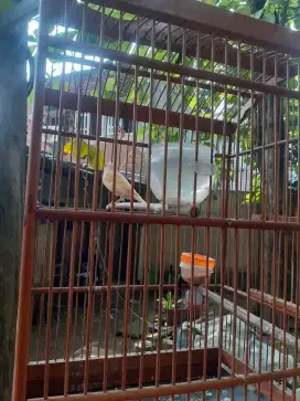 Jual burung kenari cerah fulset