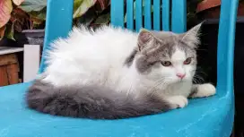 Kucing persia kitten