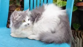 Kucing persia kitten