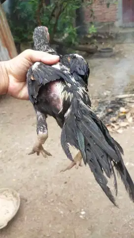 Anak ayam ekor lidi umur hampir 3 bulan