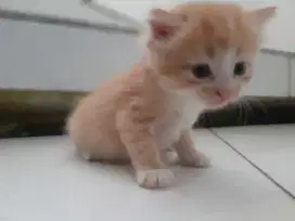 Bu jual kitten persia betina bulu kapas