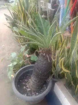 pohon sikas daun baru