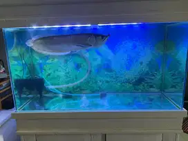 Jual aquarium dan ikan arwana