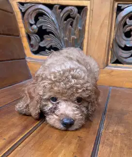 toy Poodle Jantan