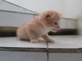 Bu jual kitten persia betina bulu kapas