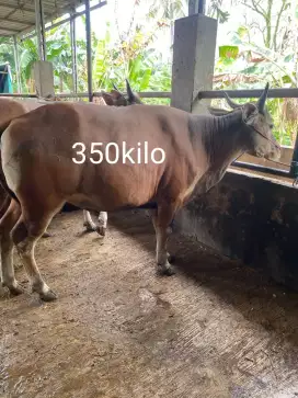 Sapi Qurban terawat