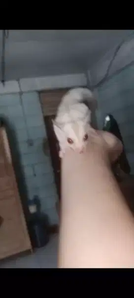 Sugar Glider Creamino