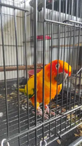 sun conure high yellow