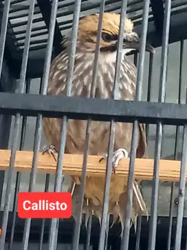 Cucak Rowo remaja Jantan