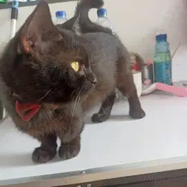 Persia Munchkin bsh