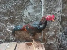 Ayam Bangkok x birma