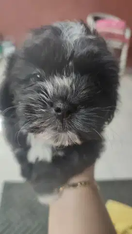 Dijual Anak Anjing Shipoo 2 Bulan. Lokasi BOGOR