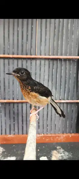 Trotolan murai. Prospek trah juara