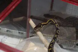 Ballpython Leopard