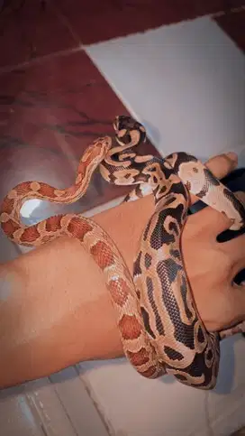 Corn snake Normal