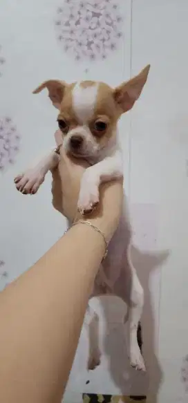 Chihuahua Jantan 2 bulan