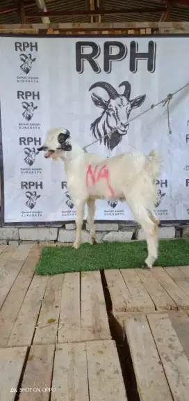 Jual kambing qurban