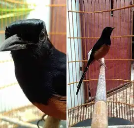 Murai balak 8 + kandang