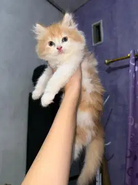 kucing persia short hair dapat 2