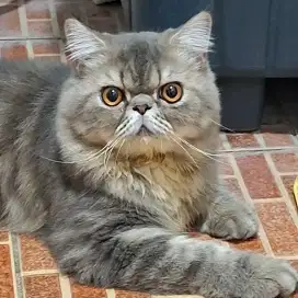 Kucing peaknose jantan