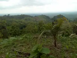 DIJUAL: KEBUN DAN KAVLING NUANSA KAMPUNG SUNNAH