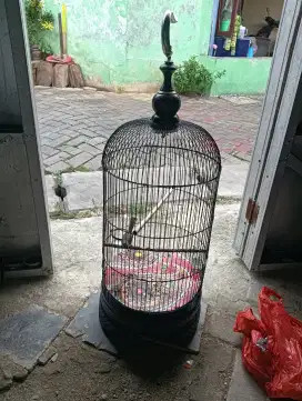 Burja, ciblek semi / cisem