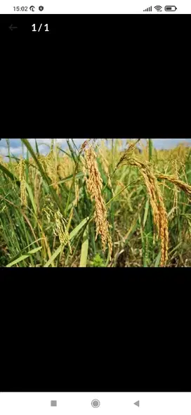 jual sawah desa Banjarsari Ciamis