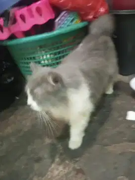 Kucing anggora besar sehat