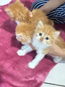 kucing persia jantan & betina dapat 2