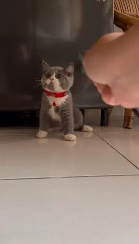 bsh non ped betina bicolor blue putih abu british shorthair