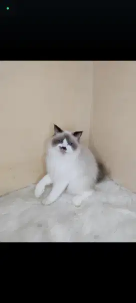 kucing kitten anakan persia anggora ragdoll himalaya british munchkin