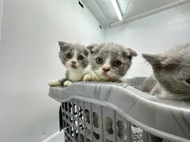 Kitten BSH x Scotish Fold Murah