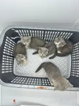 Kitten BSH x Scotish Fold Murah