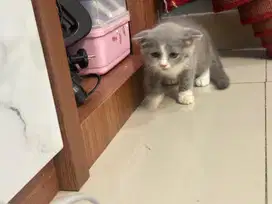 Kitten BSH x Scotish Fold Murah