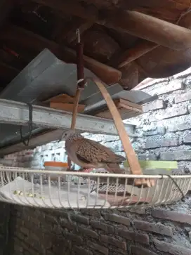 Burung tekukur rawatan