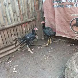 Ayam bangkok berbagai usia trah jelas banyak jenisnya ternakan sendiri