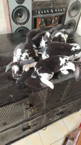 Kelinci Rex 2 bulan