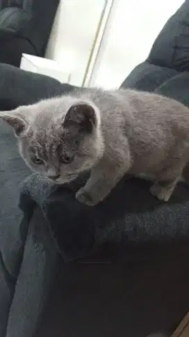 Dijual kucing BSH umur 3bln