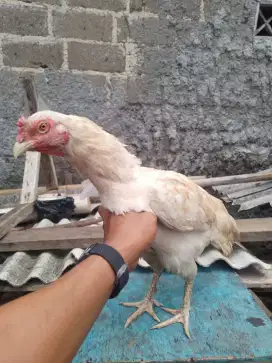 Di jual ayam niang jenis Birma ukuran lumayan gde