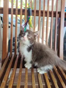 Bsh cinamin bicolir jantan
