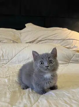 Kucing Munchkin British Shorthair FEMALE BSH SF