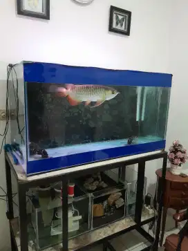 ikan arwana golden red