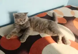 Kucing British Shorthair BSH PED WCF Jantan Blue