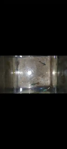 Dijual ikan hias Guppy