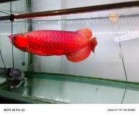 Ikan Arwana Super red