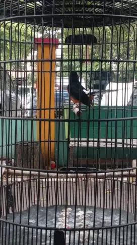 Burung murai batu muda