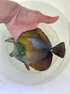 Dicari Wanita Admin & Marketing Toko Ikan Hias Laut di Duren Sawit